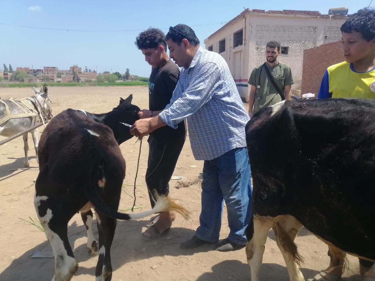 Veterinary convoy aids 1,704 animals in Gharbia