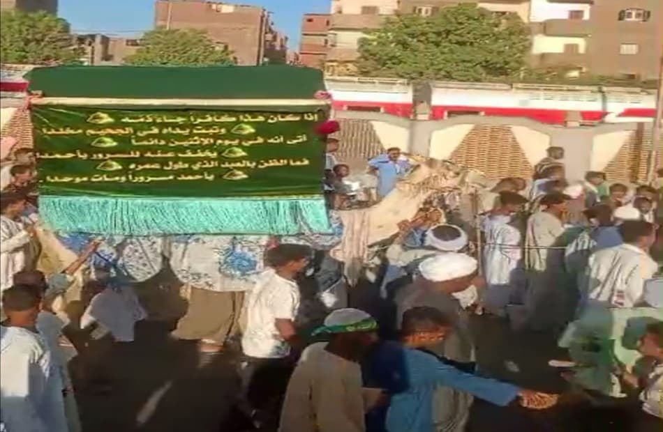 Green-decorated she-camel during Mawlid in Aswan