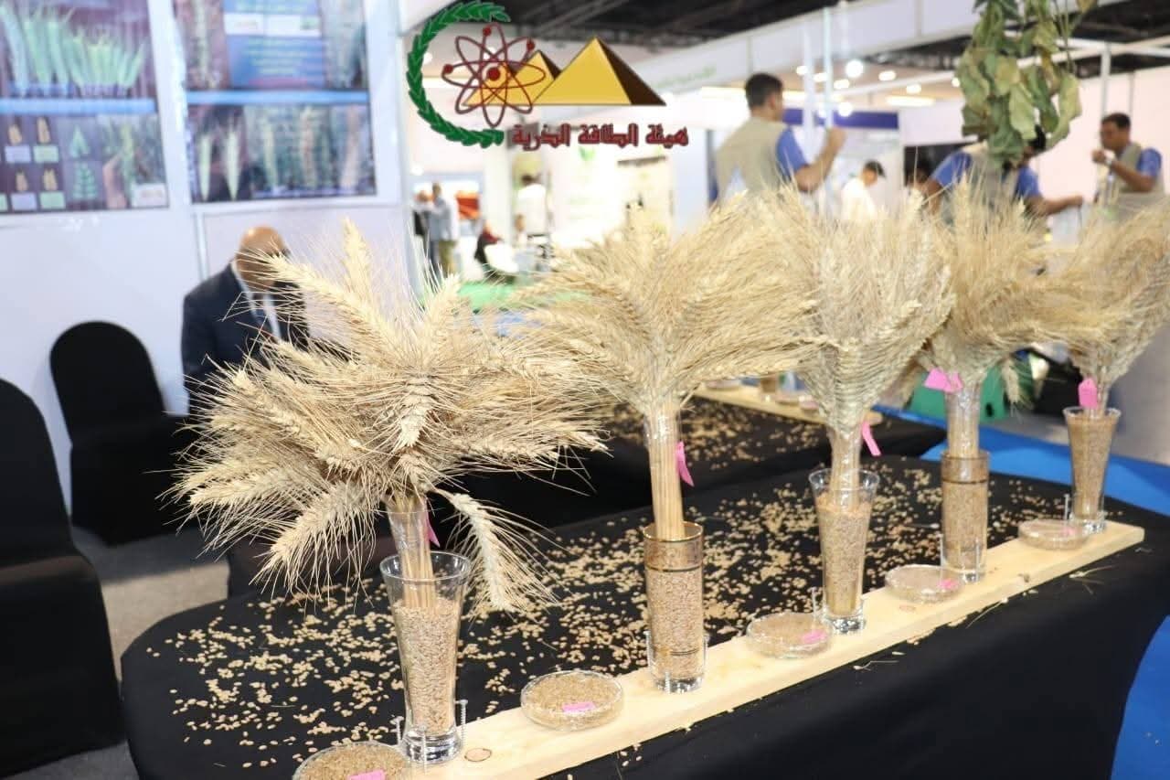 عرض السلالات الجديدة من القمح في العلمين الزراعي