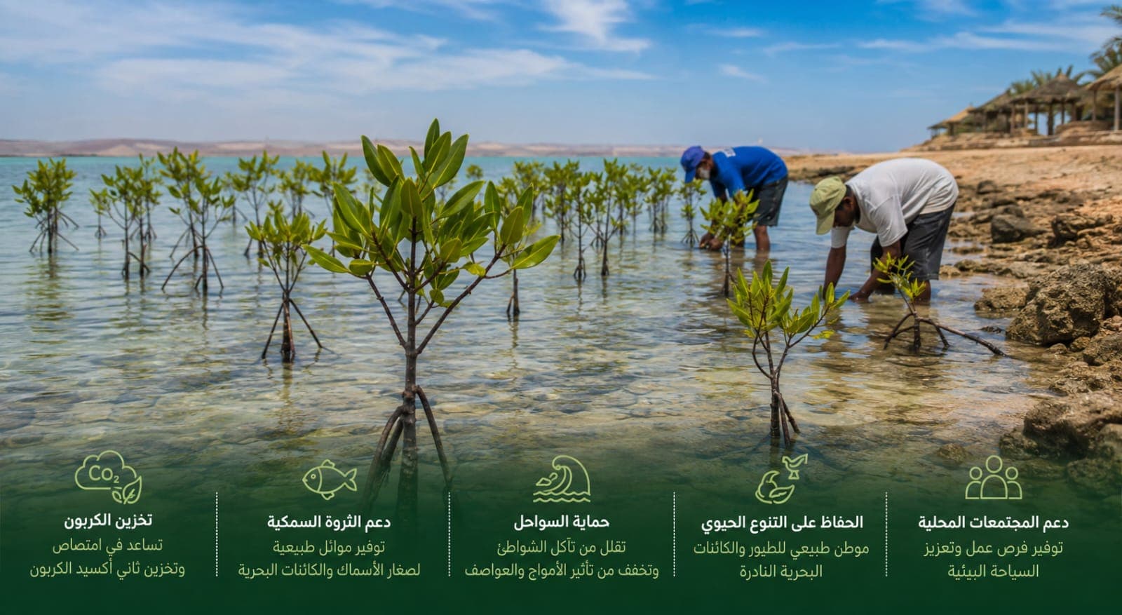 المانجروف يحمي سواحل البحر الأحمر