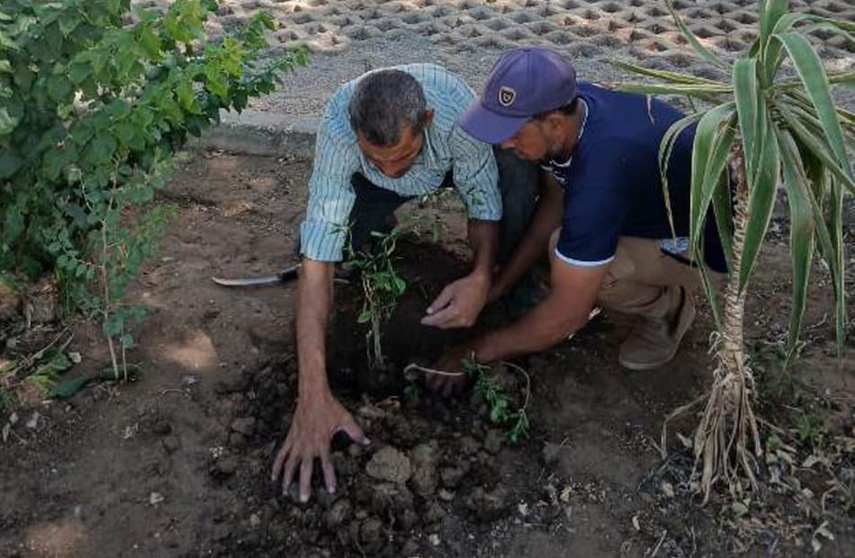Sohag University plants 200 trees
