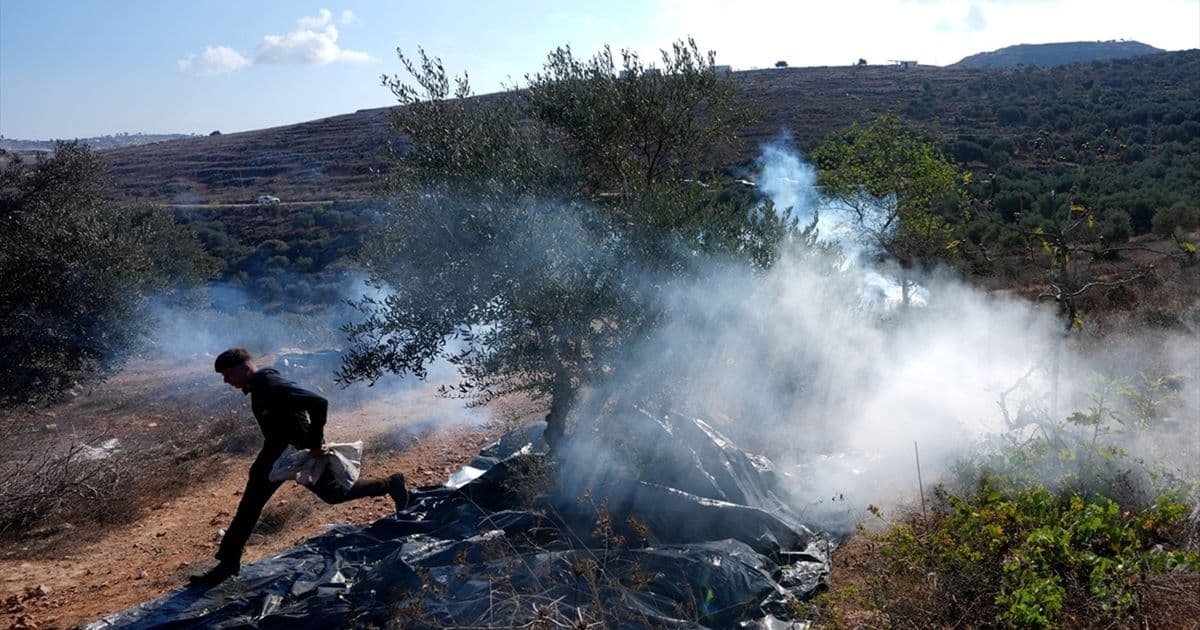Settler Violence in Ramallah During Olive Harvest
