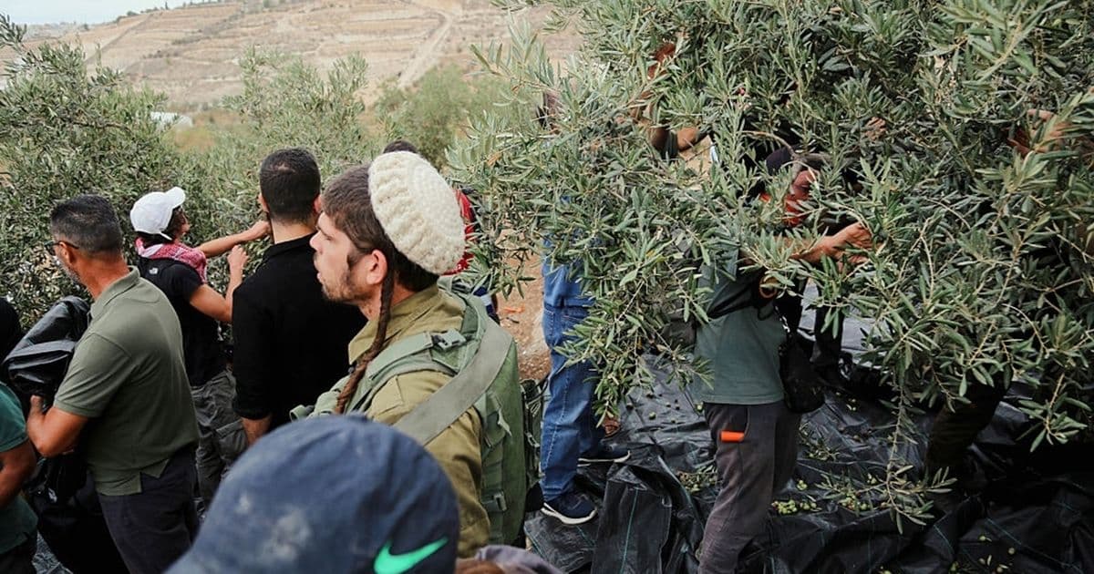 Violent Incursions and Harvest Disruptions in West Bank