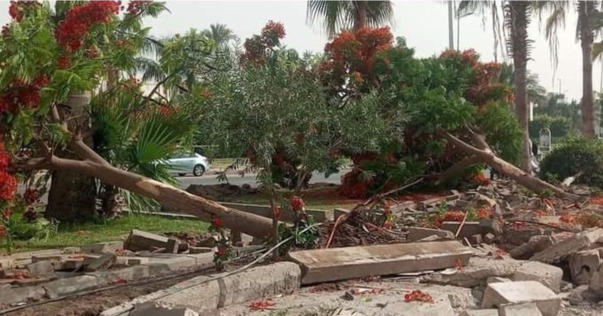 French campaign's historic tree destruction