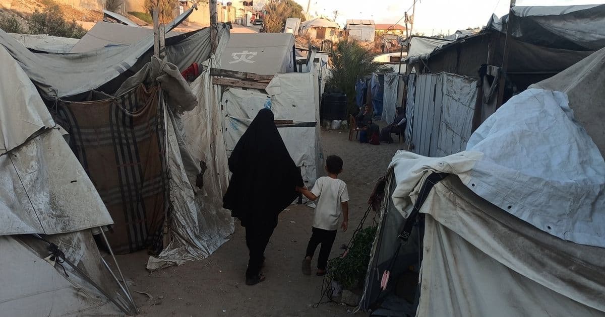 Rats and snakes worsen Gaza's displacement