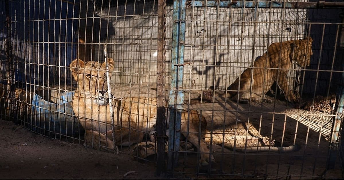 Gaza war causes animal suffering