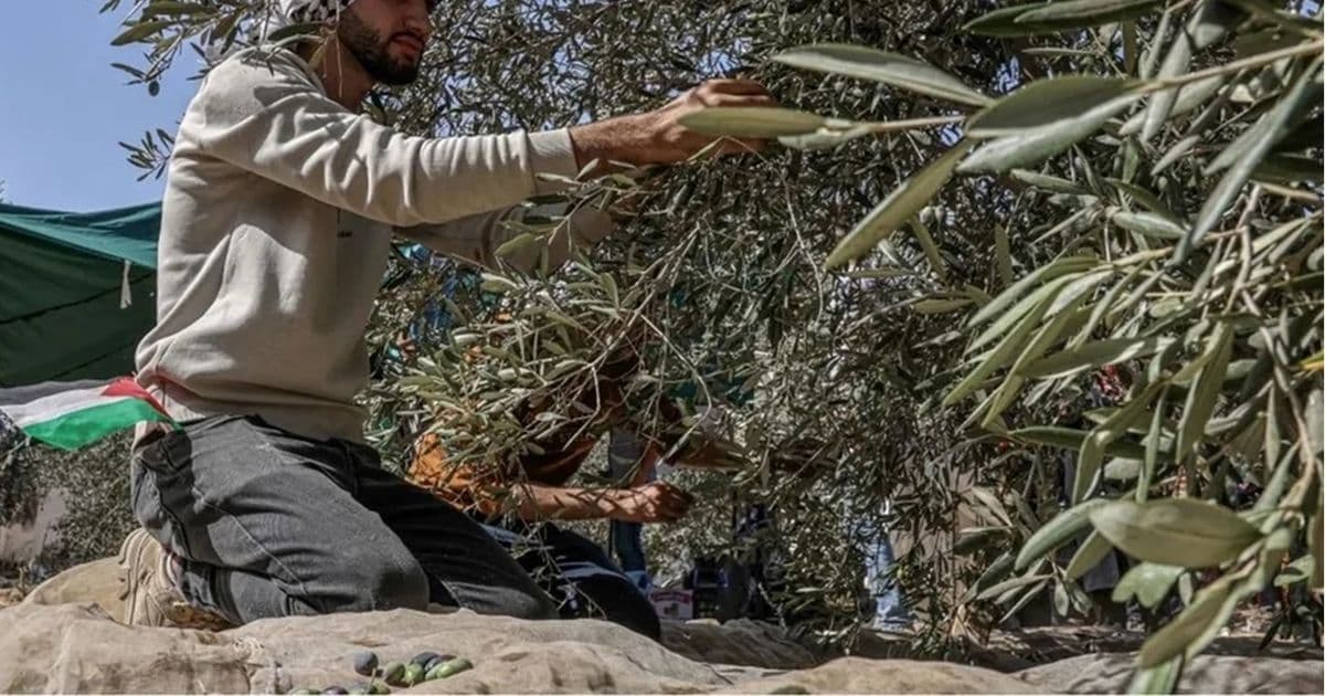 Olive Season in Gaza Turns Sour