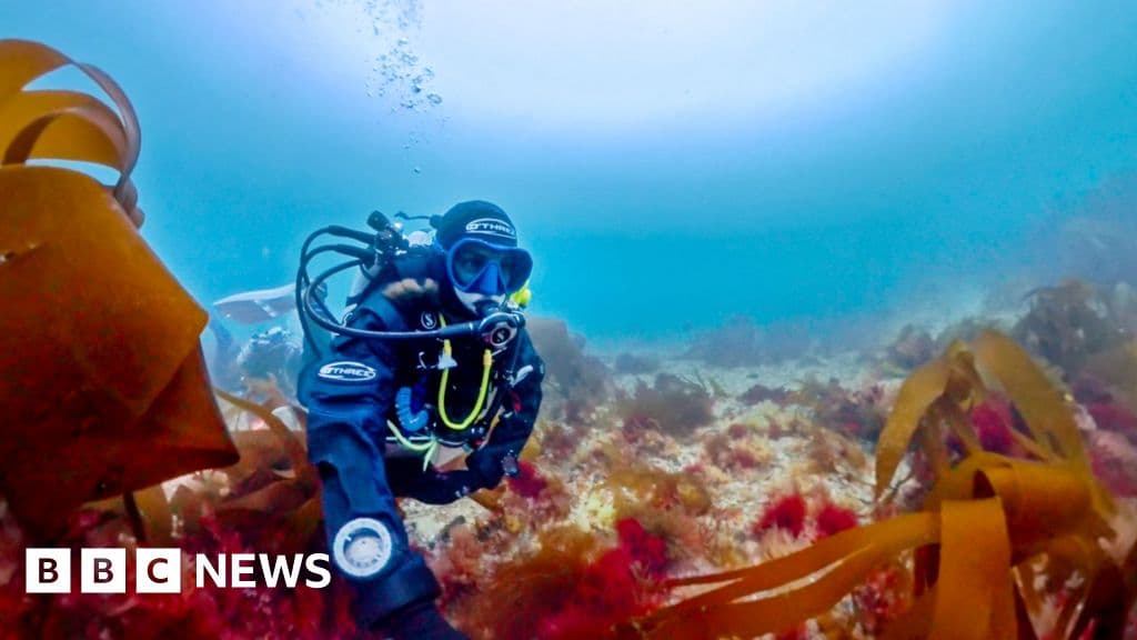 Scientists Confirm Rare Pink Seaweed as New Species