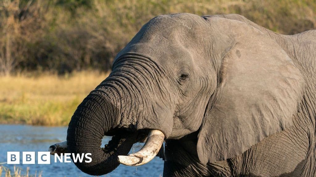 Botswana criticized for elephant killings