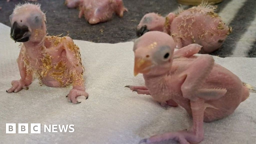 Parrot eggs hatch in South Africa after smuggler arrest