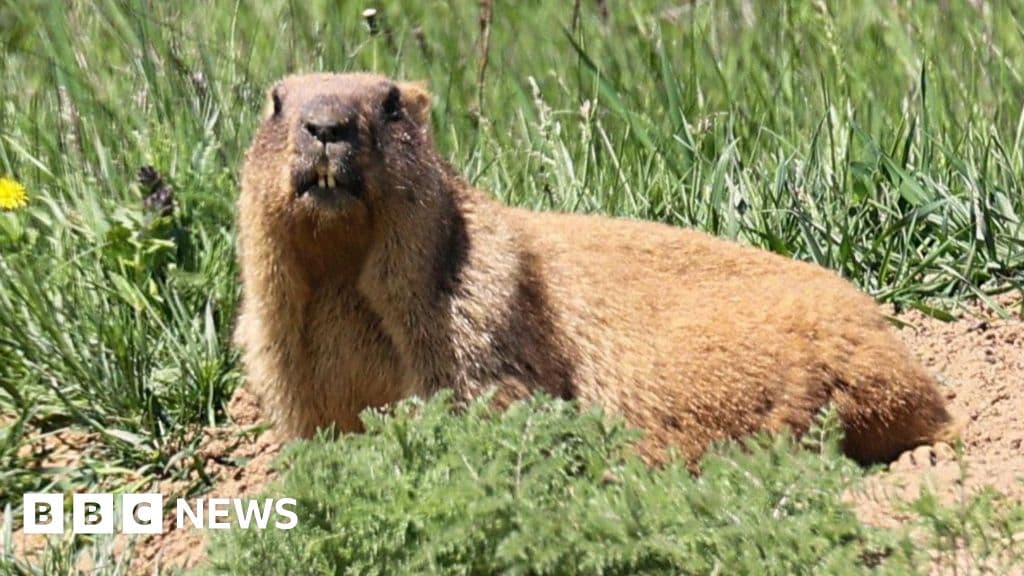 Marmots seek funding through OnlyFans