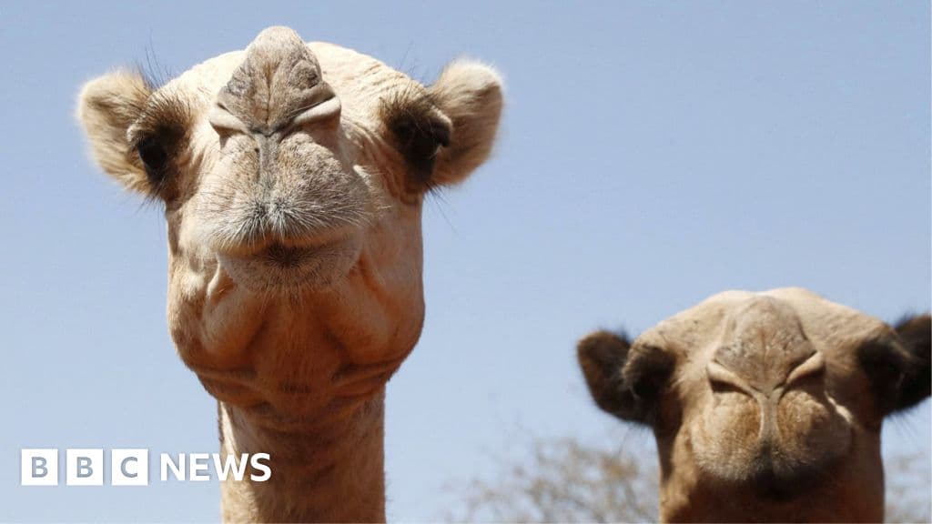 الجمال الافريقي يواجه موتا بسبب الحر الشديد