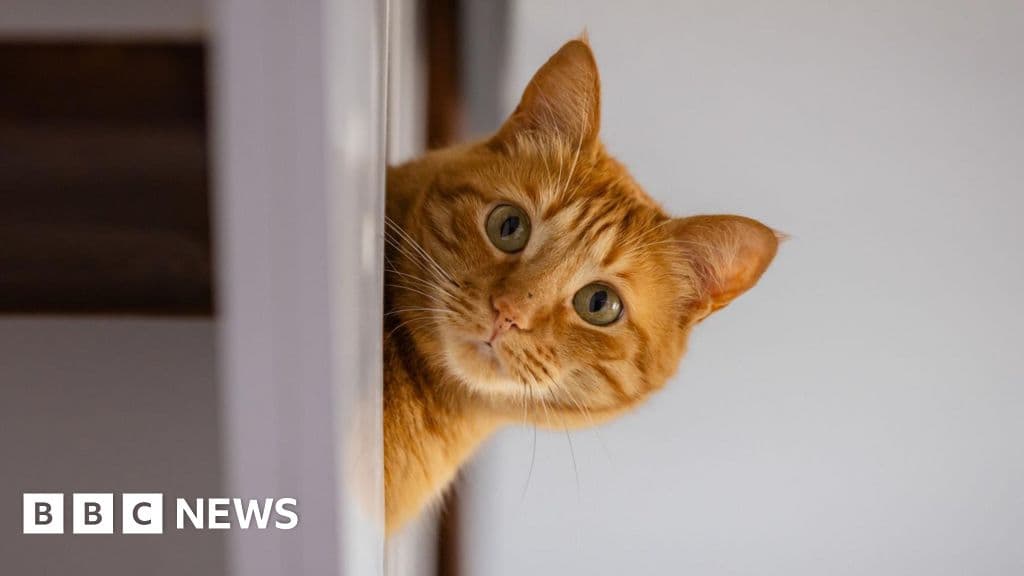 Pet-friendly rental searches decline after law change