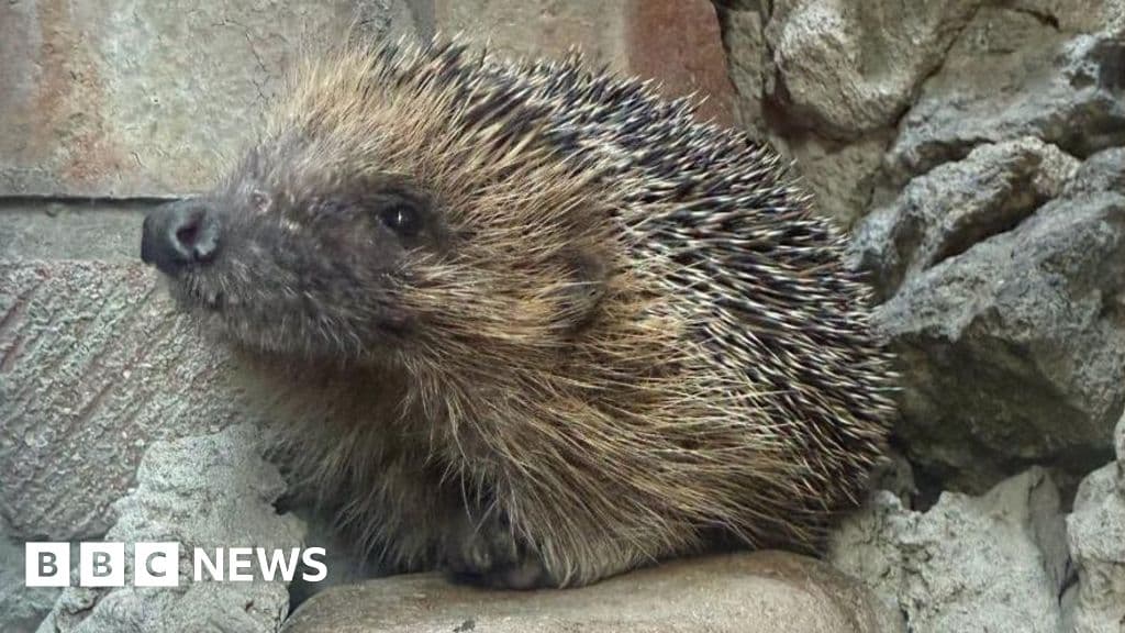 Jersey hedgehog rescued from wall
