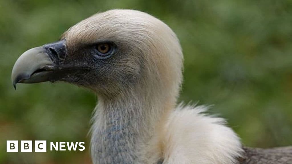 Vultures decline in Nigeria