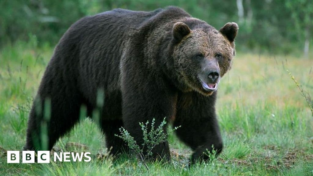 Bear kills man in home near Ulaanbaatar