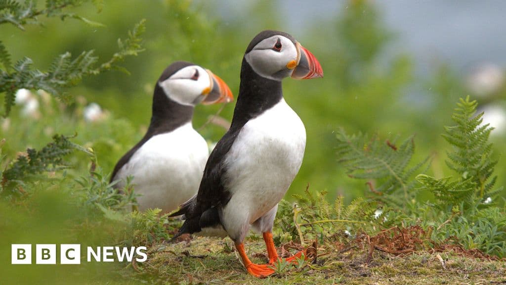 First footage of puffins breeding in County Down