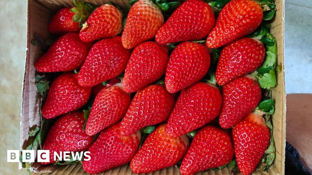 India aims to reduce foreign strawberry dependence