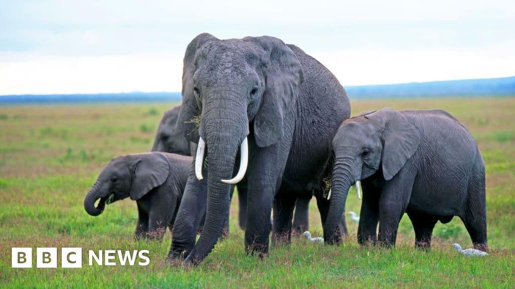 Kenya elephant deaths and pesticide inquiry