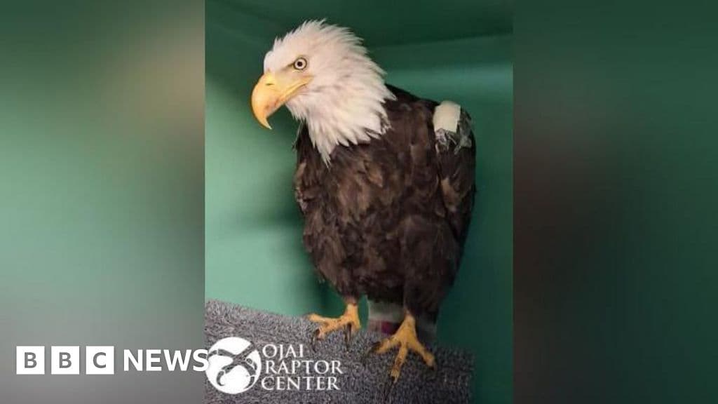 Bald Eagle Jackie Passes After Care