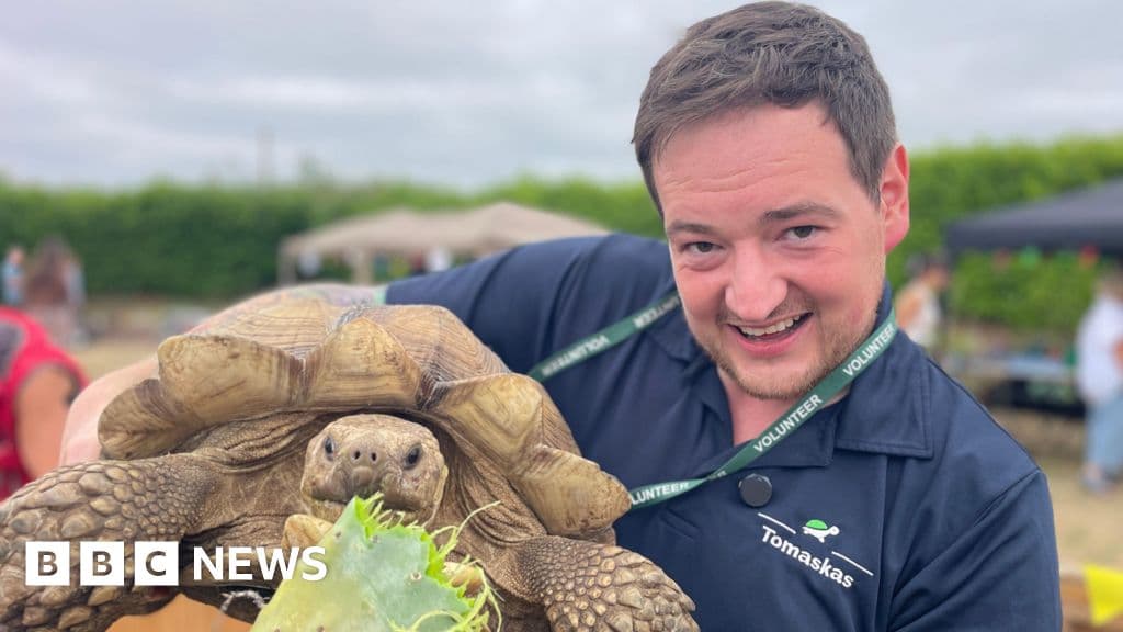 Norfolk Tortoise Weighing 40kg Seeks New Home