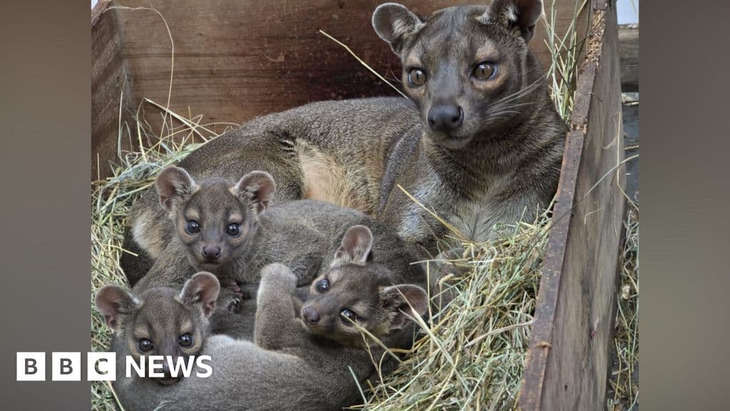 Cumbria zoo receives rare baby fossas