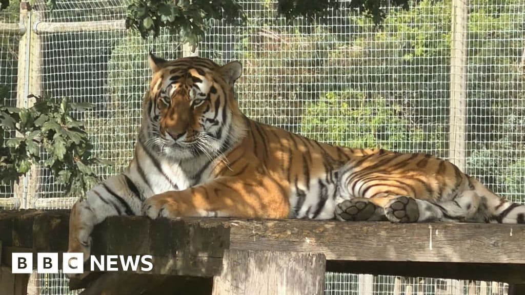Yorkshire Wildlife Park Still Closed After Tiger Incident