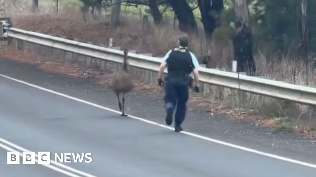 Australian emu causes police pursuit