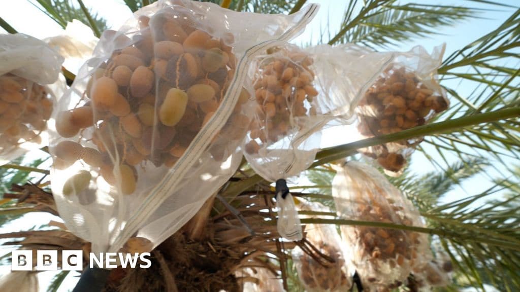 مزارعو التمر في الضفة يراقبون أثر العقوبات البريطانية