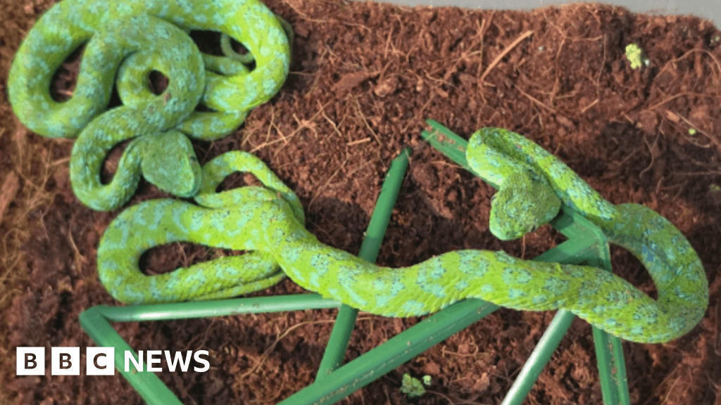 Man with snakes and lizards detained at German airport