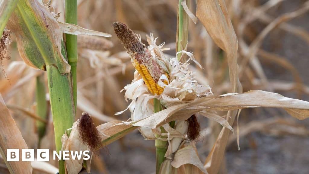 Uganda drought causes sixteen deaths as key crops fail