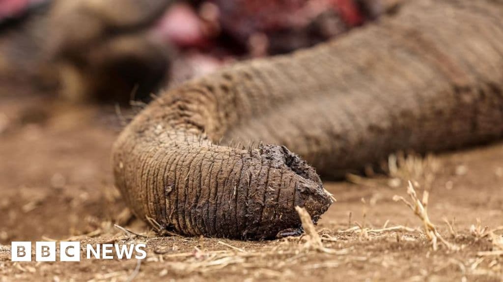 Kenya detains four over elephant poisoning