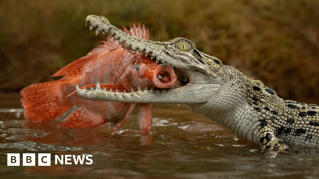 Singapore crocodile: Man faces charges over AI image