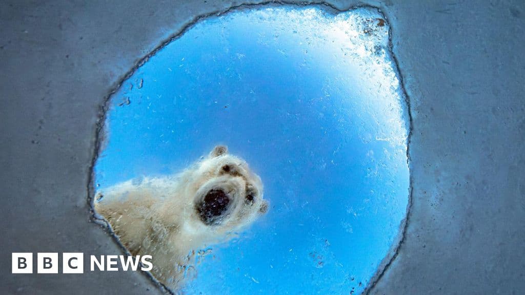 Wildlife Photographer of the Year 2026 Highlights