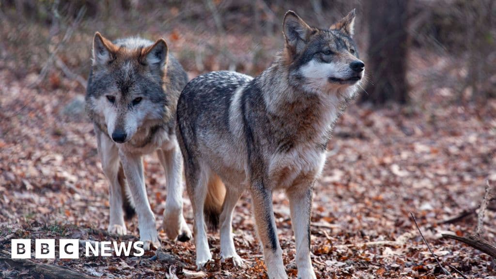 Trump removes grey wolf protections