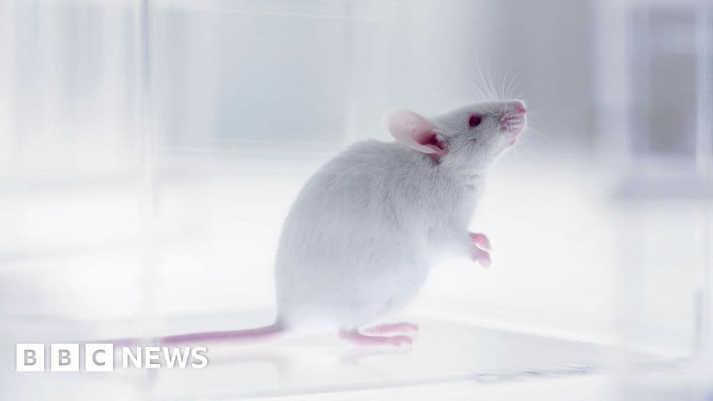 Scientists create hybrid human-mouse brain