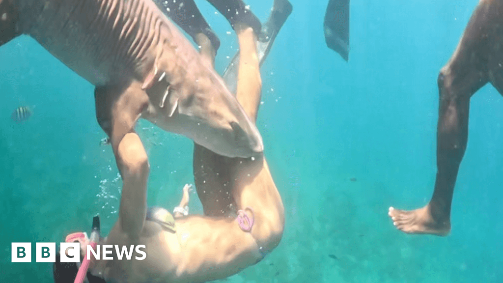 Influencers bitten during shark photo attempts