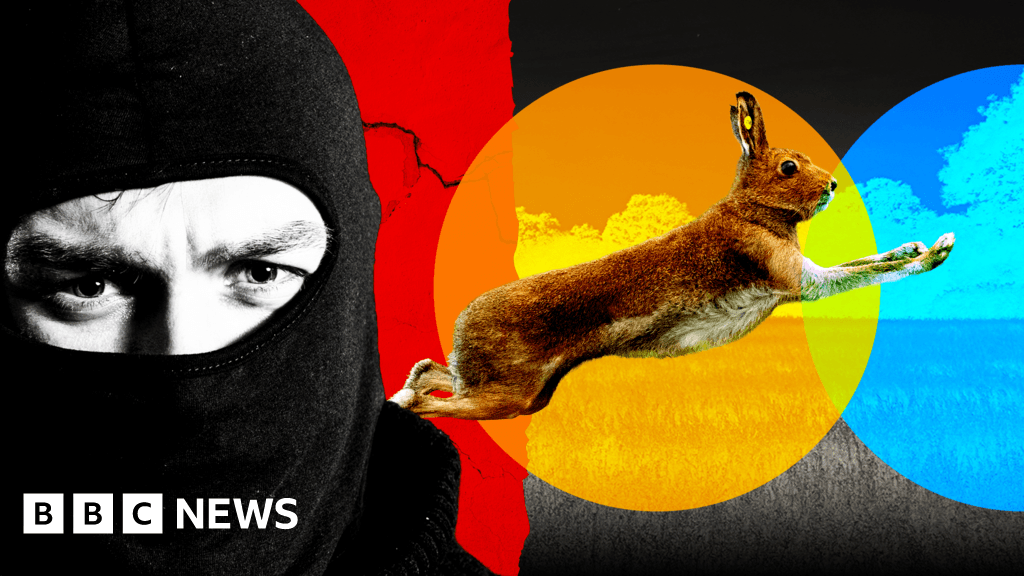Illegal hare hunts and violence