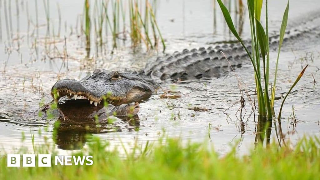 Alligator kills man fishing in Florida