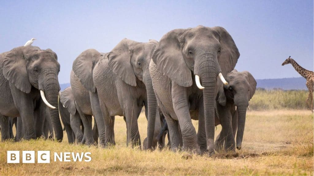 Kenya Wildlife investigates Amboseli elephant deaths