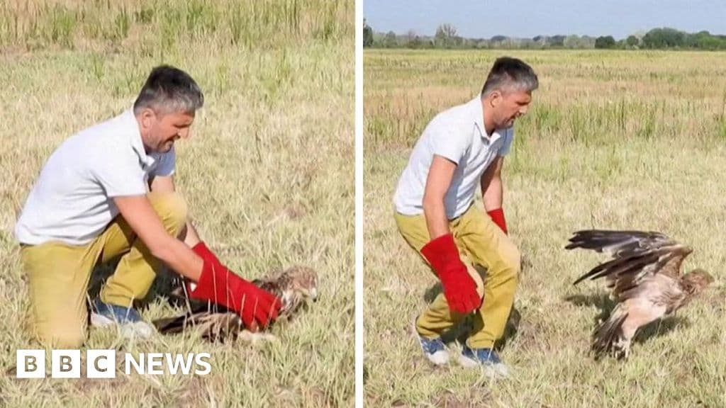 Rare Serbian eagle released after rescue