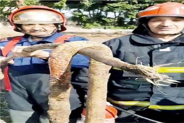 Emergency Civil Defense Warns of Snake Threats in Provinces
