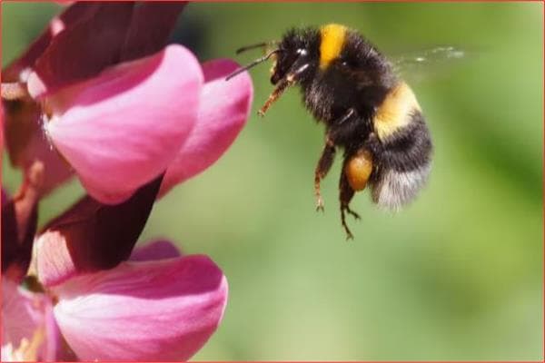 Insecticide Poses Risks to Bumblebees and Food Security