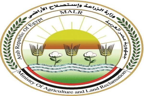 الزراعة ترد على حديث زيادة وزن الموز