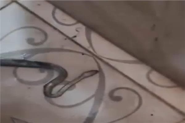 Snake sightings at Hammam Base in Masṭur
