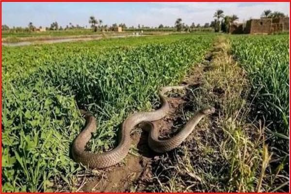 المصل غير كاف لمواجهة غزو الثعابين