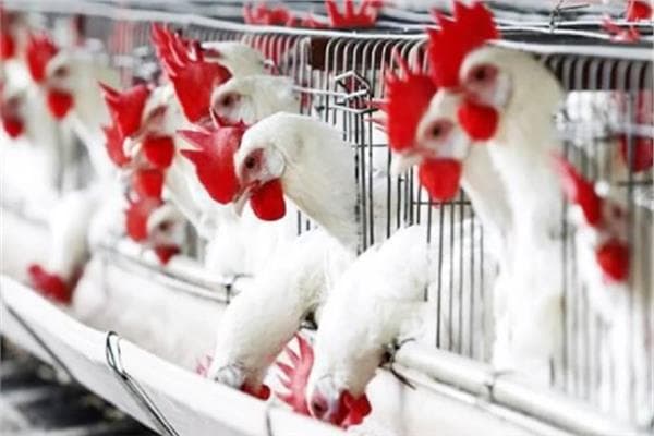Expert confirms no hormones in poultry