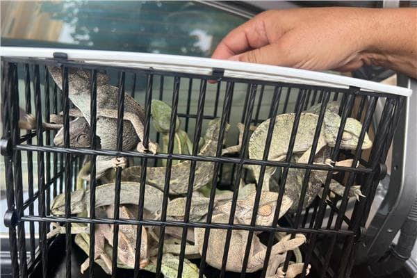 الوزيرة منال عوض تطرحللحملة على أسواق ديانا