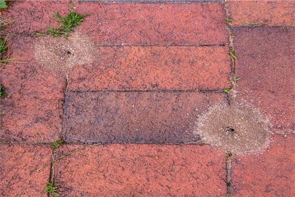 Strategies to Prevent Ants Between Tiles
