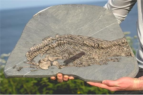 Moyereskov uncover 201-million-year-old find
